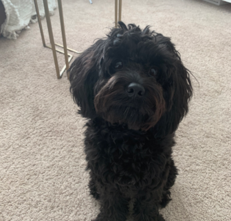 Nora Cavapoo puppy Nora Cavapoo puppy