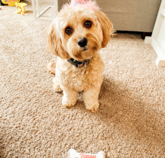 Penny (Merlot) Cavapoo puppy Penny (Merlot) Cavapoo puppy