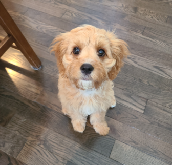 Phineas (pka Garth) Cavapoo puppy Phineas (pka Garth) Cavapoo puppy