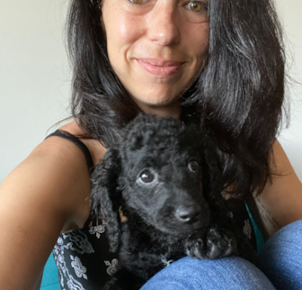 Chickie Cockapoo puppy Chickie Cockapoo puppy
