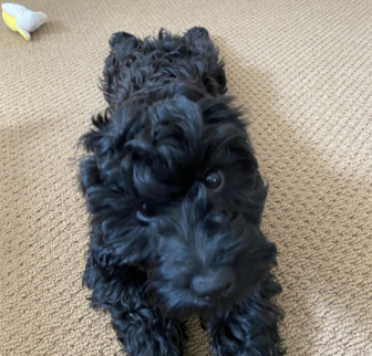 Frisco Cockapoo puppy Frisco Cockapoo puppy