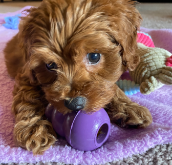 Lucy Cockapoo puppy Lucy Cockapoo puppy