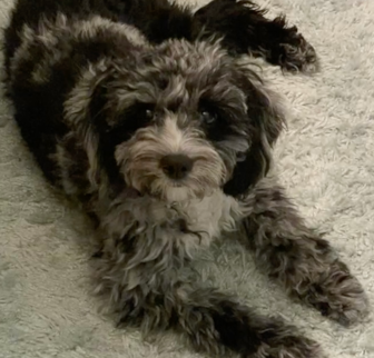 Luna Cockapoo puppy Luna Cockapoo puppy