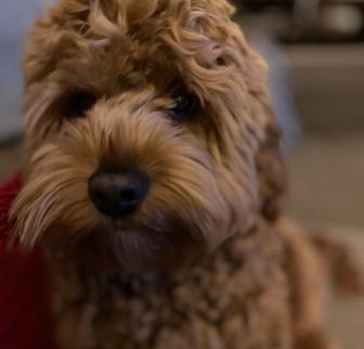 Norman Cockapoo puppy Norman Cockapoo puppy