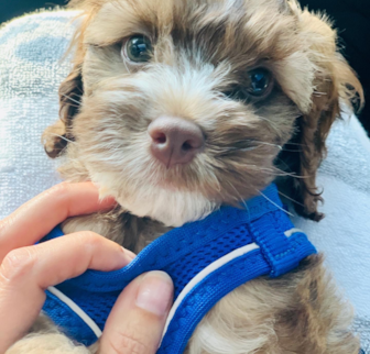 Rowdy (aka Kindred) Cockapoo puppy Rowdy (aka Kindred) Cockapoo puppy