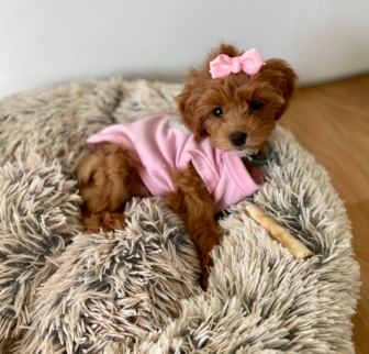 Sunni Cockapoo puppy Sunni Cockapoo puppy