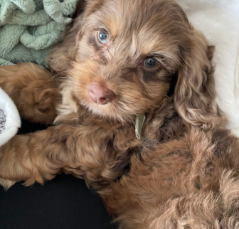 Theo (Patagonia) Cockapoo puppy Theo (Patagonia) Cockapoo puppy