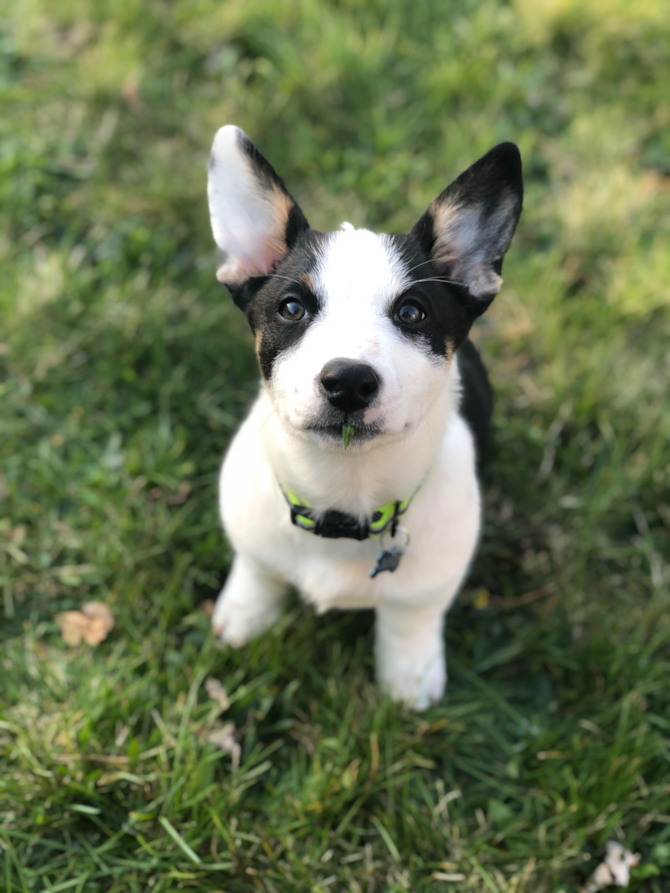 Jarvis