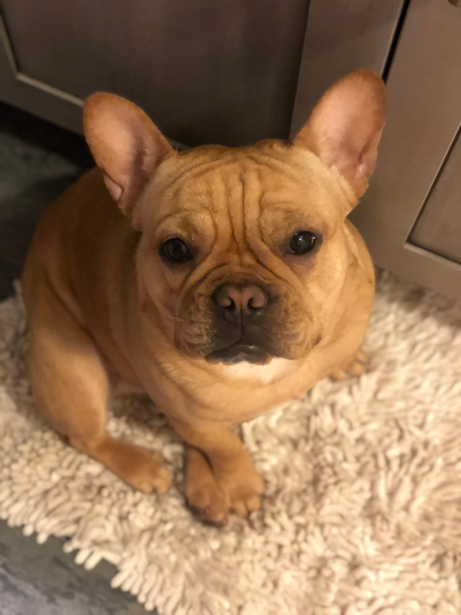 Frankie