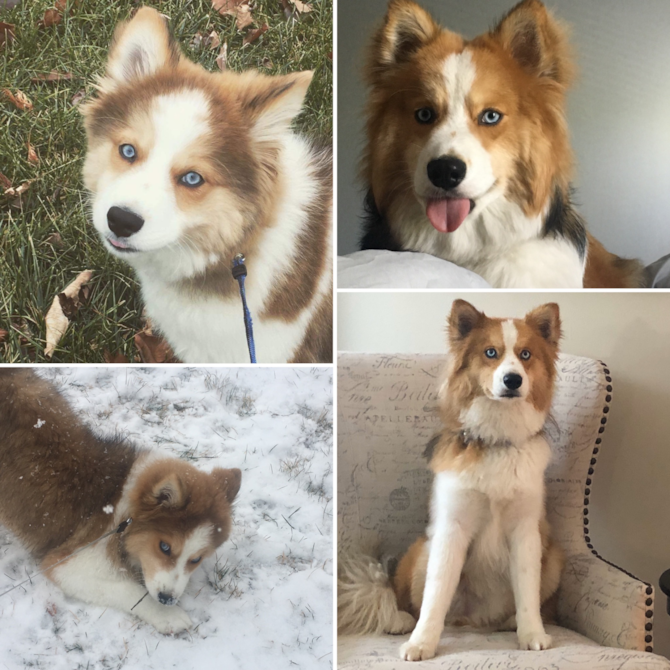 Maddux (Flint at adoption)