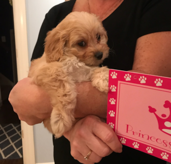 Stella Cavachon puppy Stella Cavachon puppy