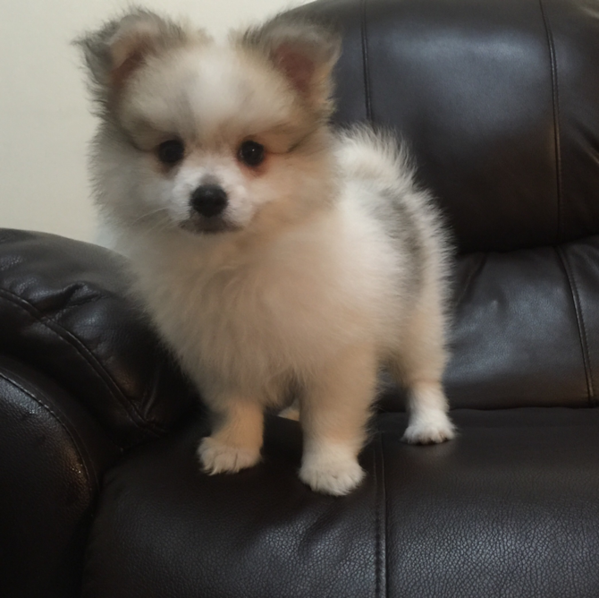 Coco
