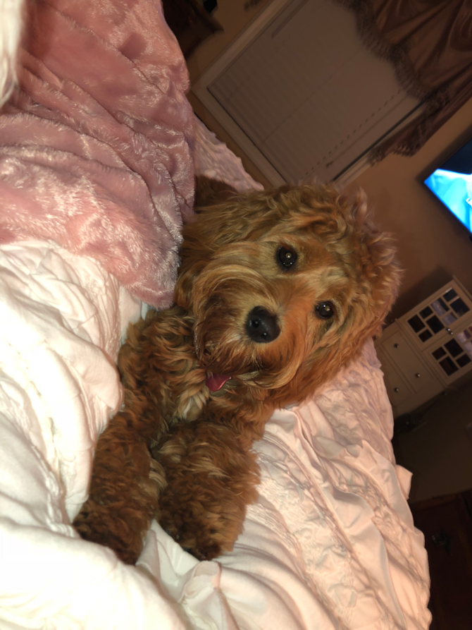 Myla (her name was Lisa when we got her)