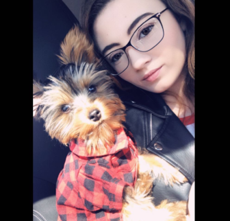Bear Yorkshire Terrier puppy Bear Yorkshire Terrier puppy