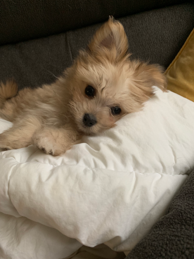 Sampson (formerly Marshall)