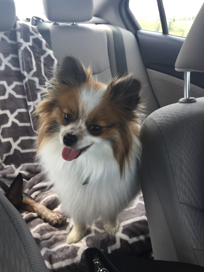 Koda (formally Larry)
