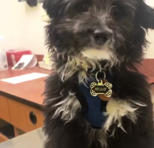 Premier Pups Reviews Premier Pups Customer Testimonials pg