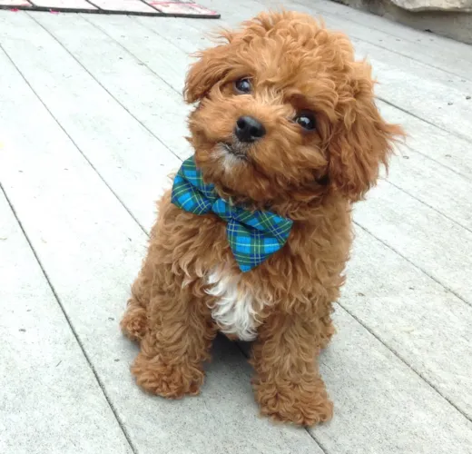 Toby