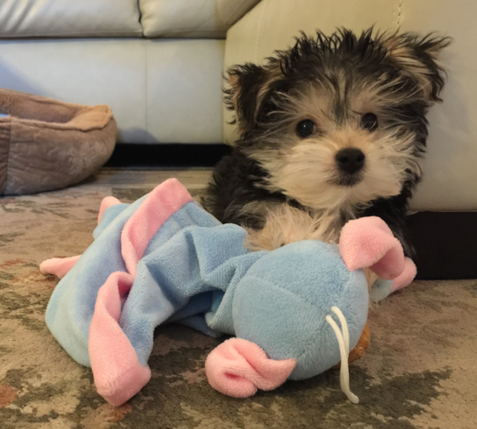 Ralph - now Milo