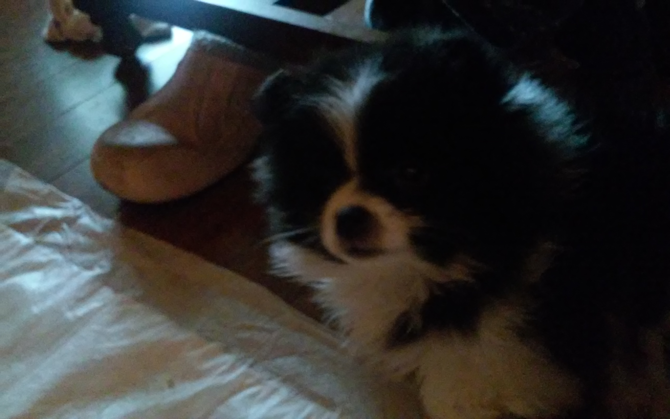 Harley Littlebit (Sebastian)