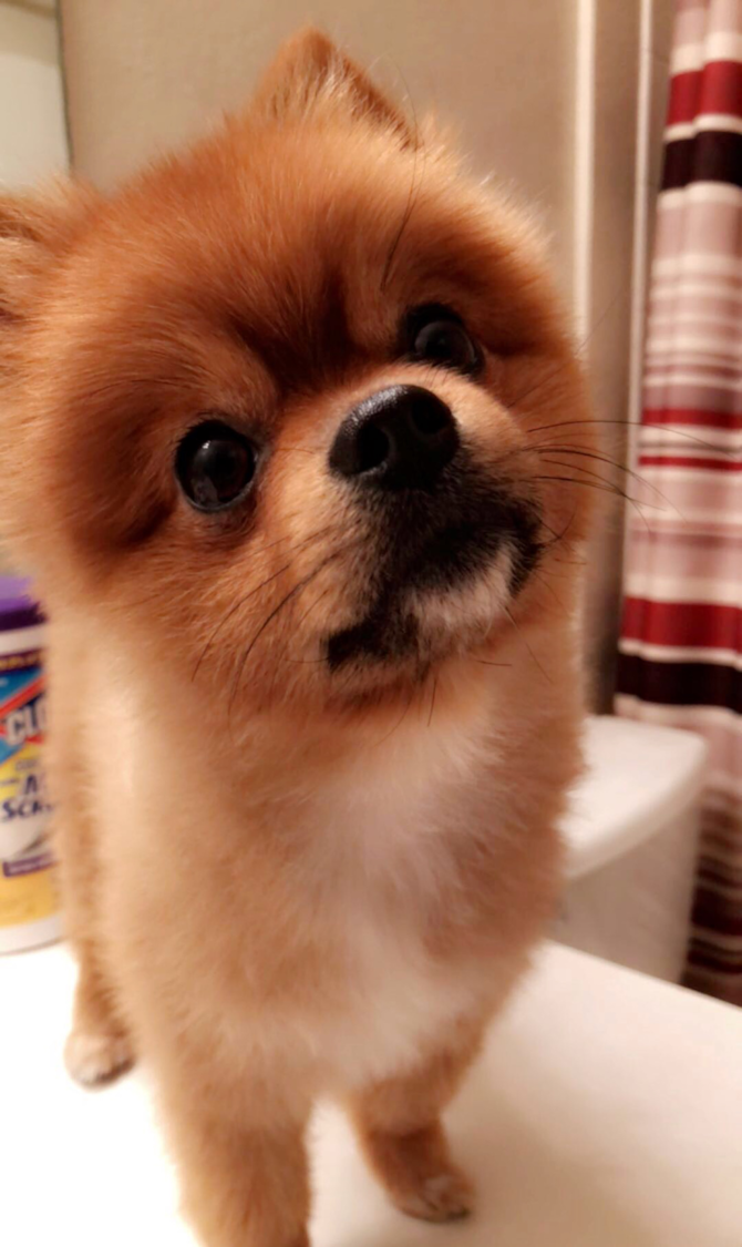 Bear (formerly Teddy)