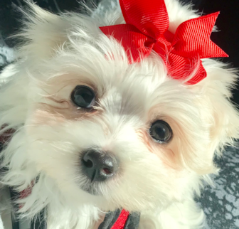 Brooklyn (Formerly known as Dolly) Maltese puppy Brooklyn (Formerly known as Dolly) Maltese puppy
