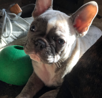 Drogo French Bulldog puppy Drogo French Bulldog puppy