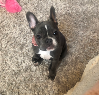 Hazel (formerly Tessa) French Bulldog puppy Hazel (formerly Tessa) French Bulldog puppy