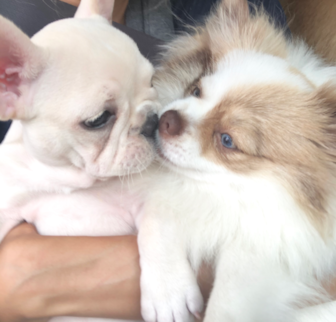 Lily French Bulldog puppy Lily French Bulldog puppy
