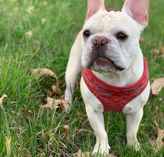 Louis Barkley, aka JR French Bulldog puppy Louis Barkley, aka JR French Bulldog puppy