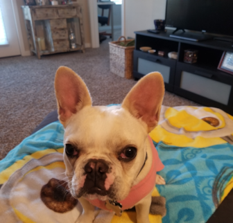 Minnie French Bulldog puppy Minnie French Bulldog puppy