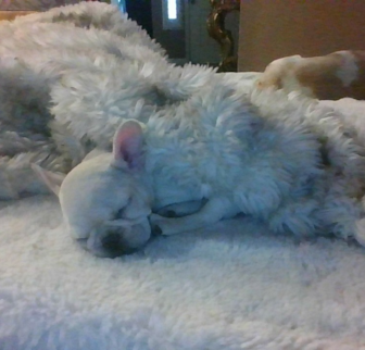 sunnie French Bulldog puppy sunnie French Bulldog puppy
