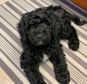 Charlie (was Rebel) Goldendoodle puppy Charlie (was Rebel) Goldendoodle puppy