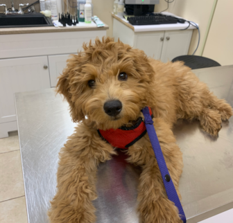 Finn (formerly Donato) Goldendoodle puppy Finn (formerly Donato) Goldendoodle puppy