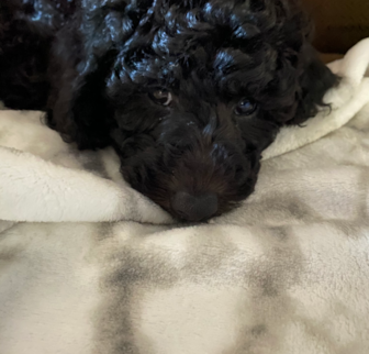 HUGO Mini Goldendoodle puppy HUGO Mini Goldendoodle puppy