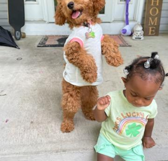 Khole Goldendoodle puppy Khole Goldendoodle puppy
