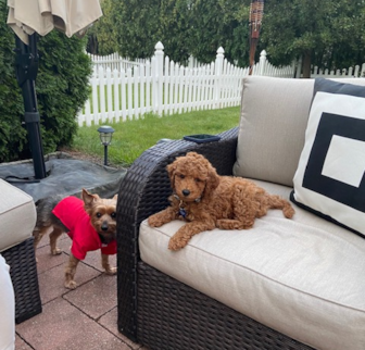 Spencer (Ollie) Goldendoodle puppy Spencer (Ollie) Goldendoodle puppy
