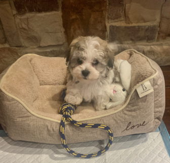 Bosco Havachon puppy Bosco Havachon puppy