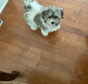 Siesta changed to Bella Havachon puppy Siesta changed to Bella Havachon puppy