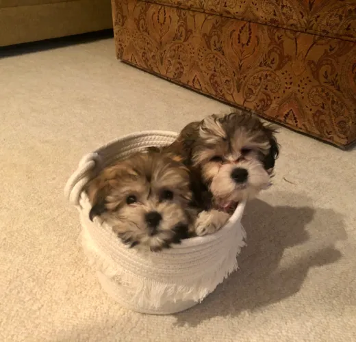 Teddy (formerly Huggie) & Laney (formerly Erin)