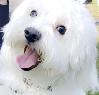 Bobby Havanese puppy Bobby Havanese puppy