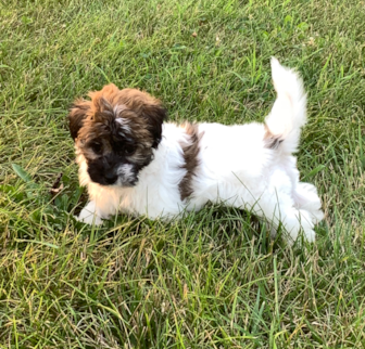 Brittany Havanese puppy Brittany Havanese puppy