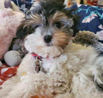 FiFi formally called Cassie Havanese puppy FiFi formally called Cassie Havanese puppy