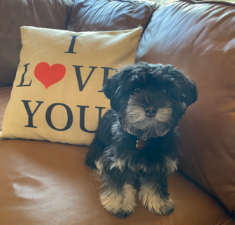 REESE Havanese puppy REESE Havanese puppy