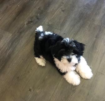 Jags was (Salvatore) Havanese puppy Jags was (Salvatore) Havanese puppy
