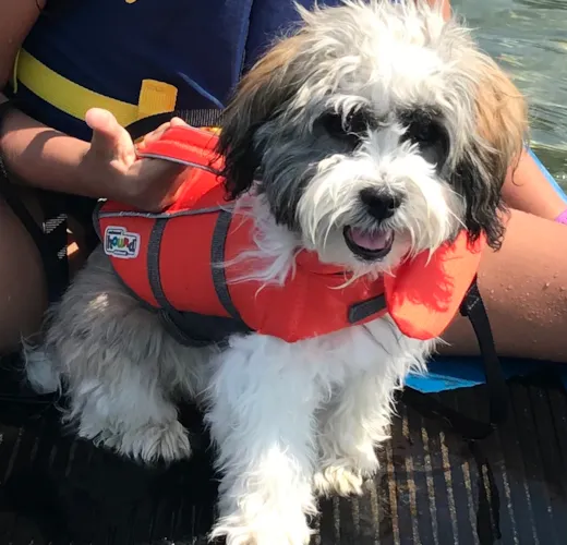 Lily (formerly Carolina)