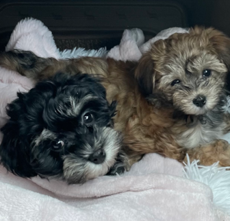 Lily was Catalina Lola was Carolina Havanese puppy Lily was Catalina Lola was Carolina Havanese puppy