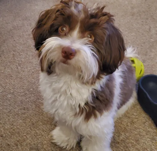 Mitzie
