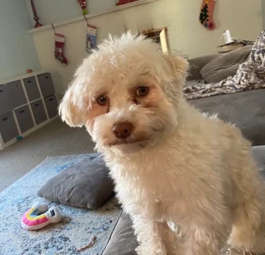 Mollie