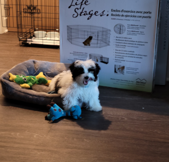 RAMIREZ Havanese puppy RAMIREZ Havanese puppy